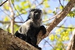 Ke�a - Ju�n� pobre�ie - Baobab Beach, Kole Kole a Maridadi