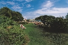 Chorv�tsko - Istria - Umag (Punta) - Depandans Jadran 2+*