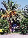 Gr�cko - Rodos - Irene Palace