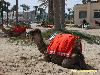 Tunisko - Djerba - Zephir Hotel & Spa ****
