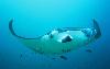 Maledivy - Male Atol - Ostrov Baros Maledives*****+