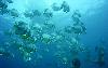Maledivy - Male Atol - Ostrov Baros Maledives*****+