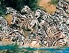 Ju�n� Afrika - Sun City - Kombi z�jazd Sun City & Safari