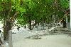 Maledivy - Male Atol - Ostrov Paradise Island Resort ****