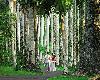 Maur�cius - Anahita - Four Seasons ***** De Luxe