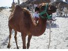 Tunisko - Mahdia - LTI Mahdia Beach****