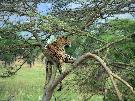 Ke�a - pozn�vac� z�jazd - Ke�a,Tanz�nia, Zanzibar