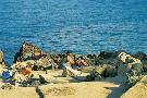 Chorv�tsko - ostrov Rab - Bungalov Suha Punta***