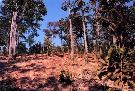 Thajsko - pozn�vac� z�jazd - Zadn� India: Thajsko, Malajzia, Singapur (Expedition)