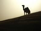 Om�n - Muscat - Om�n, Dubaj (Komfort)