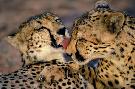 Ke�a - pozn�vac� z�jazd - Rwanda a Ke�a (Komfort)