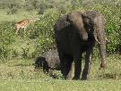 Ke�a - pozn�vac� z�jazd - Rwanda a Ke�a (Komfort)