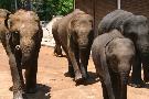 Sri Lanka - pozn�vac� z�jazd - Sri Lanka (Komfort)