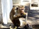 Sri Lanka - pozn�vac� z�jazd - Sri Lanka (Komfort)