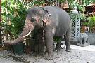 Sri Lanka - pozn�vac� z�jazd - Sri Lanka (Komfort)