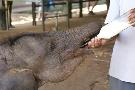 Sri Lanka - pozn�vac� z�jazd - Sri Lanka (Komfort)