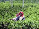 Sri Lanka - pozn�vac� z�jazd - Sr� Lanka, Maledivy (Relax)