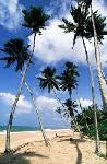 Sri Lanka - pozn�vac� z�jazd - Sr� Lanka, Maledivy (Relax)