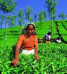 Sri Lanka - pozn�vac� z�jazd - Sr� Lanka, Maledivy (Relax)
