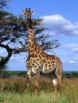 Ju�n� Afrika - pozn�vac� z�jazd - Juhoafrick� republika, Nam�bia, Botswana, Zimbabwe, Zambia (Komfort)