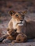 Ju�n� Afrika - pozn�vac� z�jazd - Juhoafrick� republika, Nam�bia, Botswana, Zimbabwe, Zambia (Komfort)