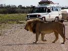 Ju�n� Afrika - pozn�vac� z�jazd - Juhoafrick� republika, Nam�bia, Botswana, Zimbabwe, Zambia (Komfort)