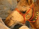India - pozn�vac� z�jazd - Indick� rozpr�vka s Dorotou Nvotovou