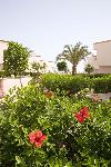 Egypt - Hurghada - Nefertiti Sun Flower ***