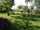 Turecko - Side - Tureck� riviera - Iz Flower ****