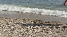 Turecko - Alanya / Avsallar / Konakli / Mahmutlar / Ocurcalar - Tureck� riviera - Anitas ****