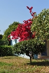 Gr�cko - Pelopon�z - Kalogria Greek Village ***+
