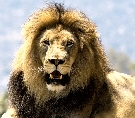 Ke�a - pozn�vac� z�jazd - SAFARI - Slony v s�mraku - + Coral Key ****