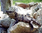 Mexiko - pozn�vac� z�jazd - Mal� okruh Yucat�n + Oasis Canc�n