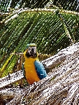 Venezuela - Isla Margarita - Coche Paradise ***