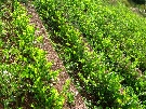 Peru - pozn�vac� z�jazd - Peru , Bol�via, Chile