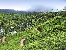 Sri Lanka - pozn�vac� z�jazd - Za p�tavou hist�riou Cejl�nu + pobyt pri mori