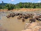 Sri Lanka - pozn�vac� z�jazd - Za p�tavou hist�riou Cejl�nu + pobyt pri mori