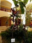 Egypt - Hurghada - Jaz Makadi Star & Spa *****