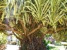 Dominik�nska r. - Punta Cana - Natura Park Beach Eco Resort & Spa ****