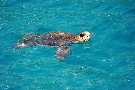 Gr�cko - Zakynthos - Turtle Beach ***